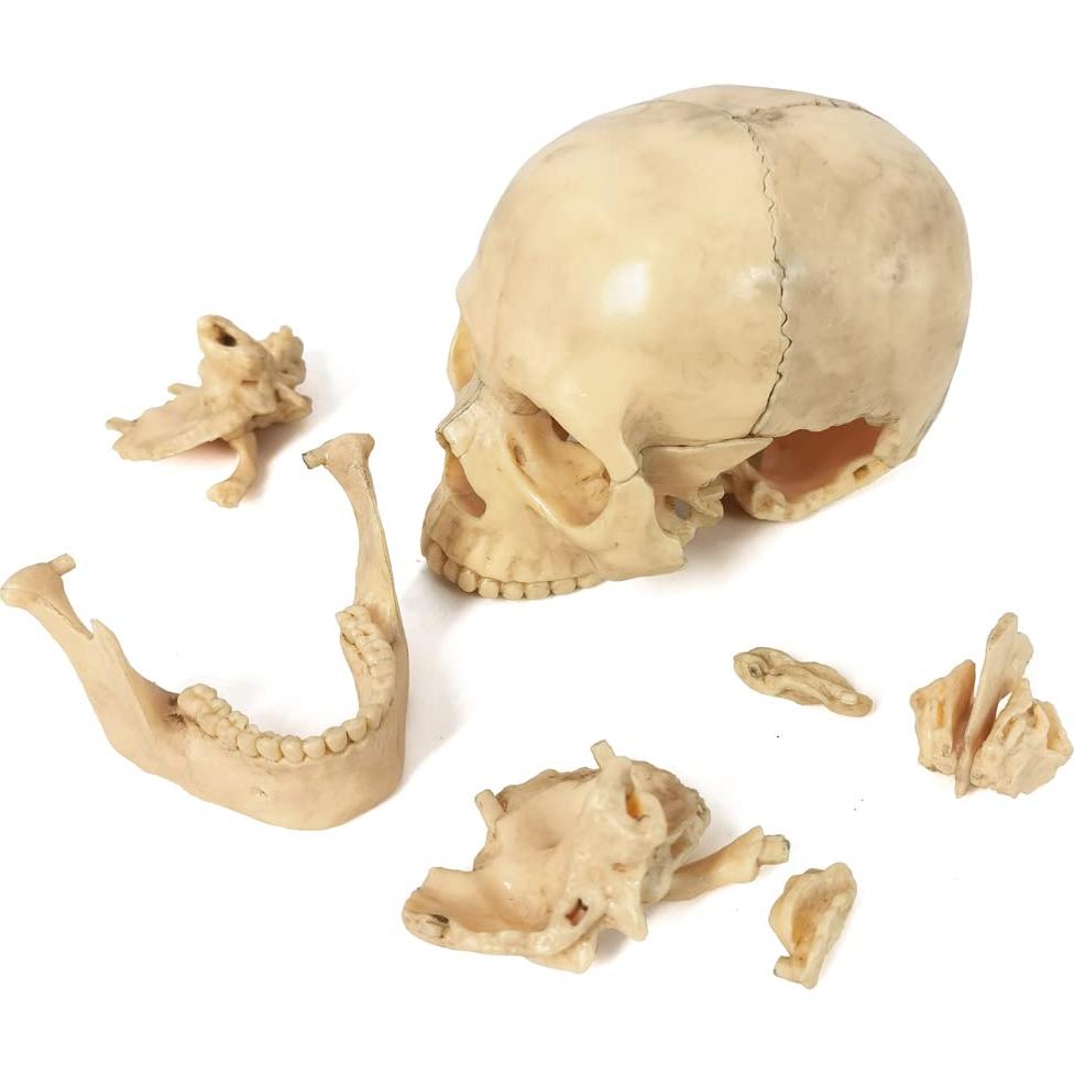 Modelo de Anatomía de Cráneo Mini Benilev 15 Piezas