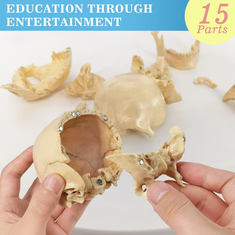 Modelo de Anatomía de Cráneo Mini Benilev 15 Piezas