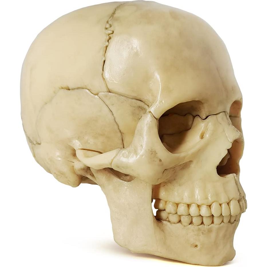 Modelo de Anatomía de Cráneo Mini Benilev 15 Piezas