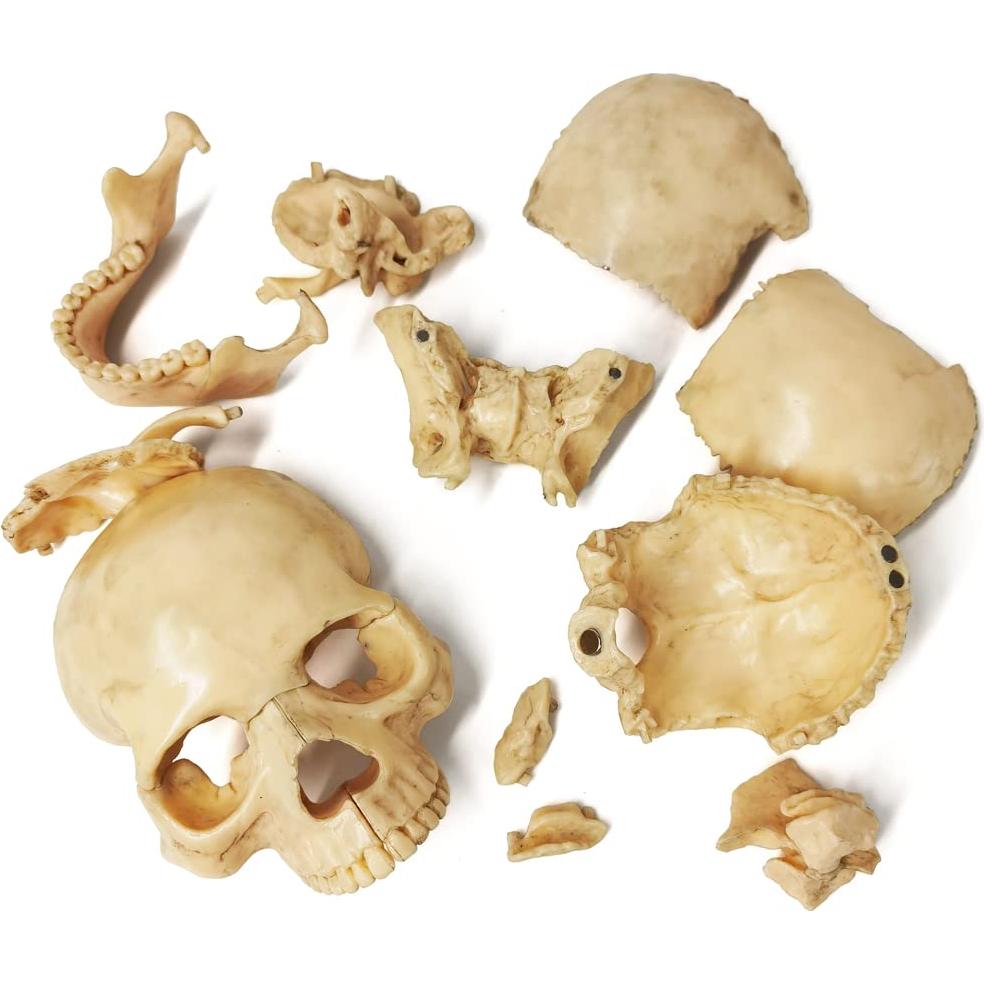 Modelo de Anatomía de Cráneo Mini Benilev 15 Piezas
