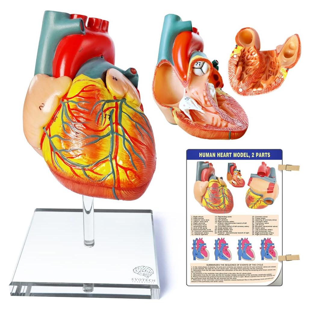 Modelo de Corazón Humano EVOTECH SCIENTIFIC 8.9x7.6x14cm