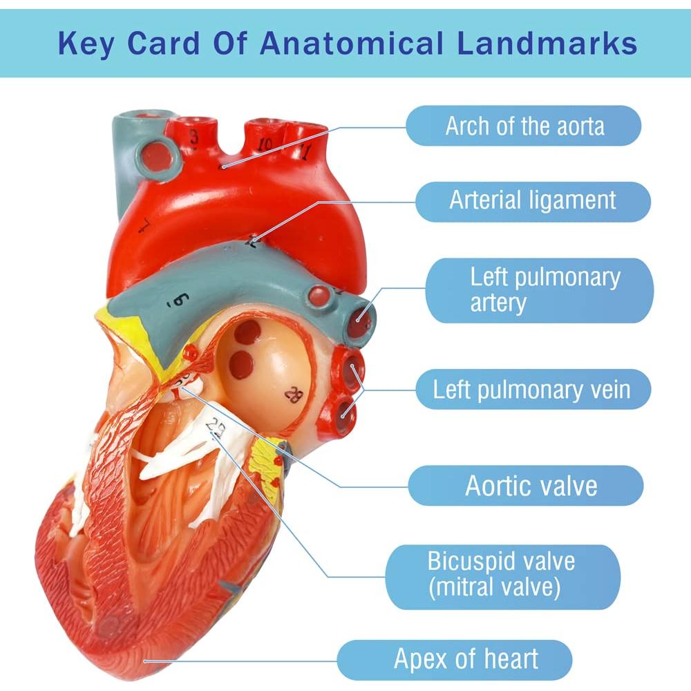 Modelo de Corazón Humano EVOTECH SCIENTIFIC 8.9x7.6x14cm