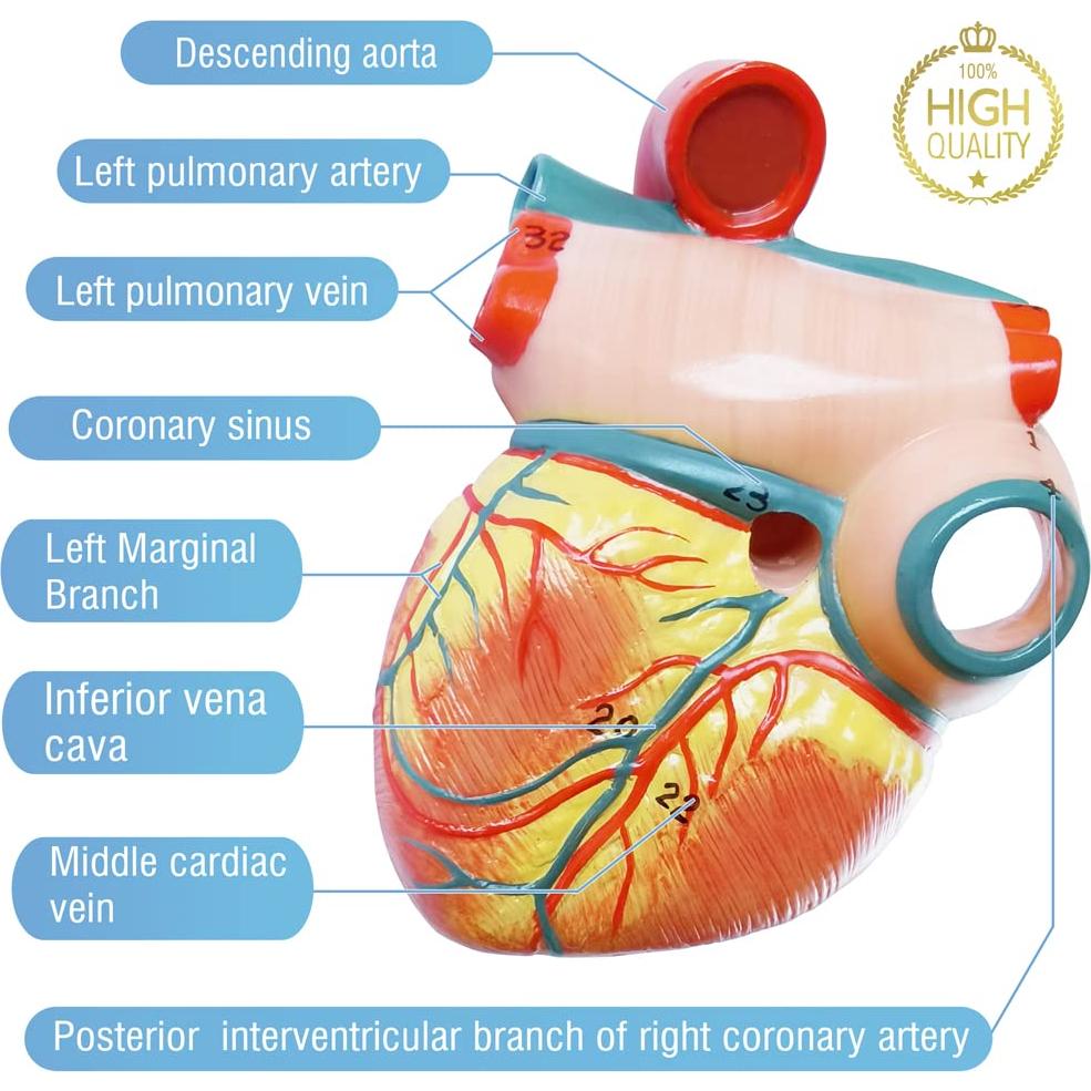 Modelo de Corazón Humano EVOTECH SCIENTIFIC 8.9x7.6x14cm