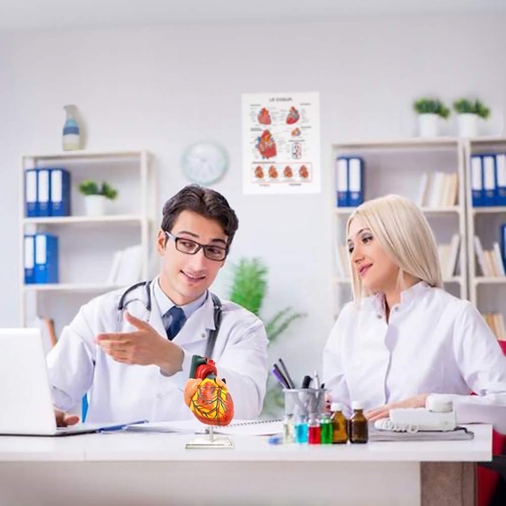 Modelo de Corazón Humano EVOTECH SCIENTIFIC 8.9x7.6x14cm