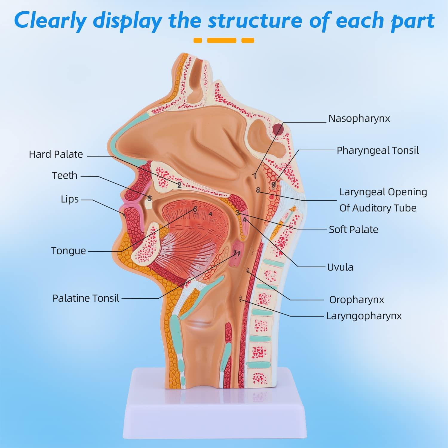 Modelo Anatómico de Cavidad Nasal y Laringe Faruijie 23.4x16.3 cm