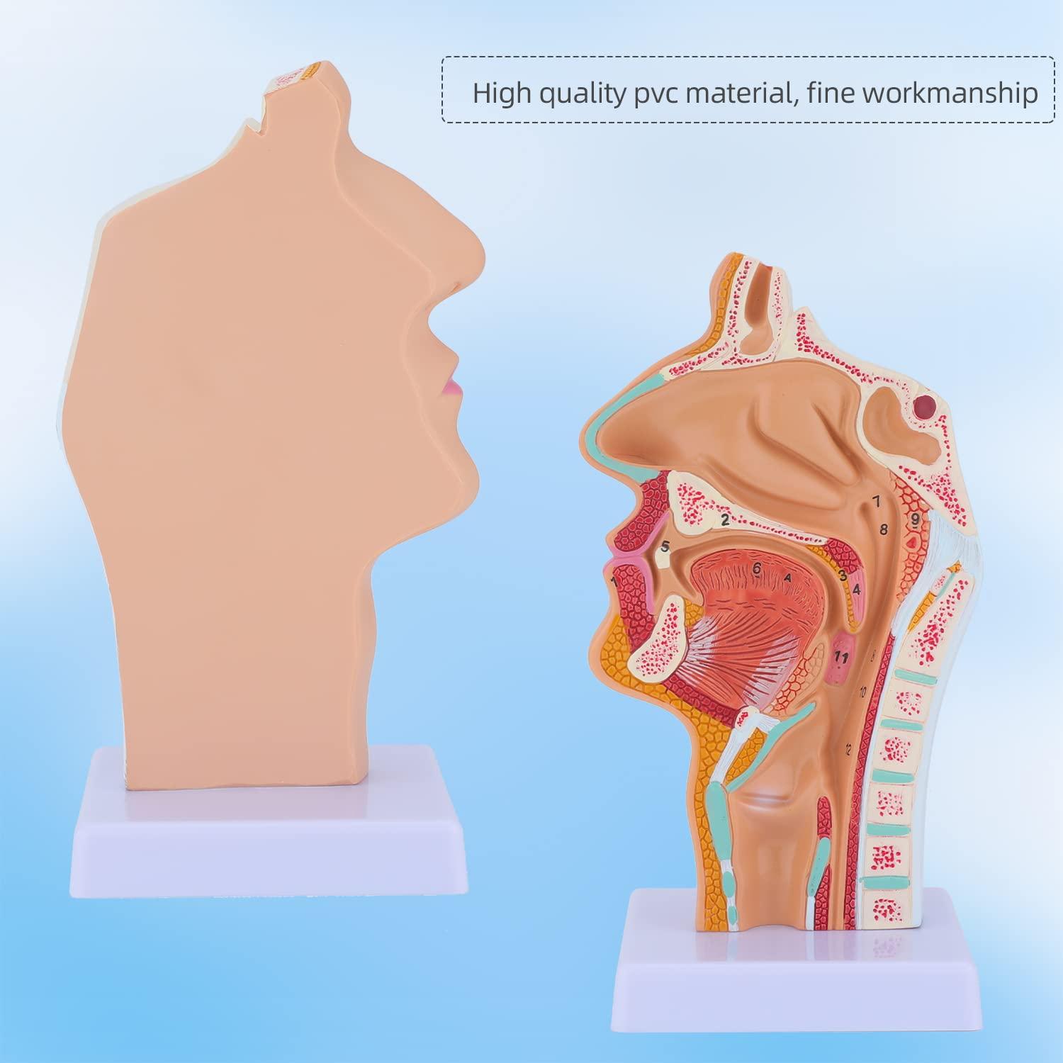 Modelo Anatómico de Cavidad Nasal y Laringe Faruijie 23.4x16.3 cm