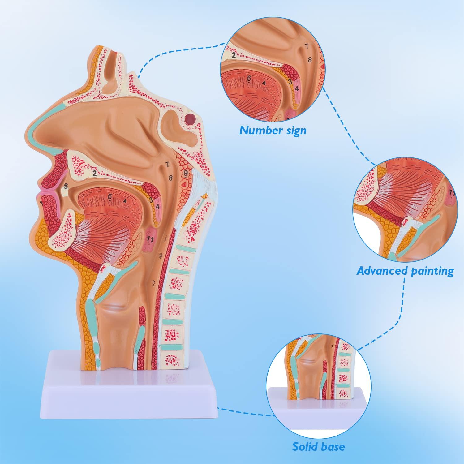 Modelo Anatómico de Cavidad Nasal y Laringe Faruijie 23.4x16.3 cm