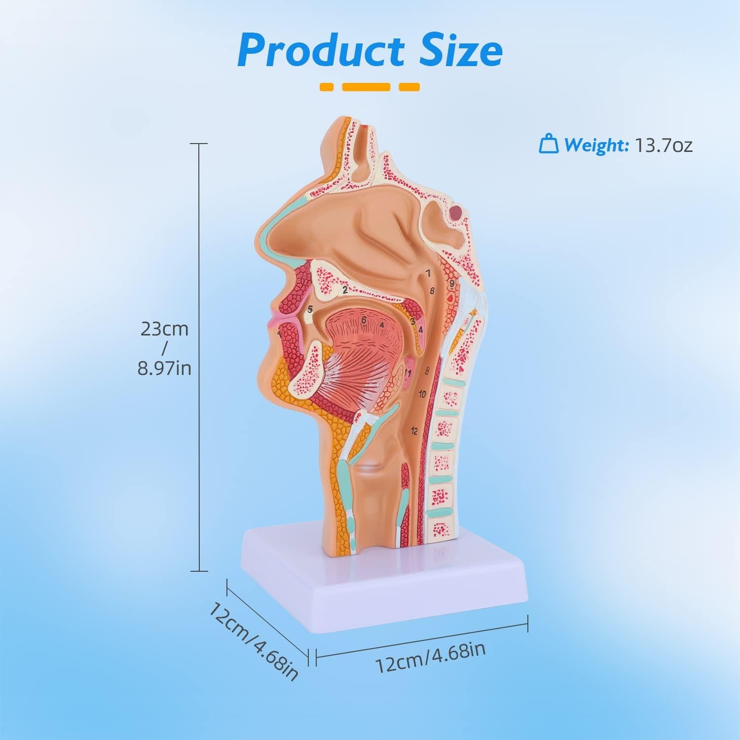 Modelo Anatómico de Cavidad Nasal y Laringe Faruijie 23.4x16.3 cm