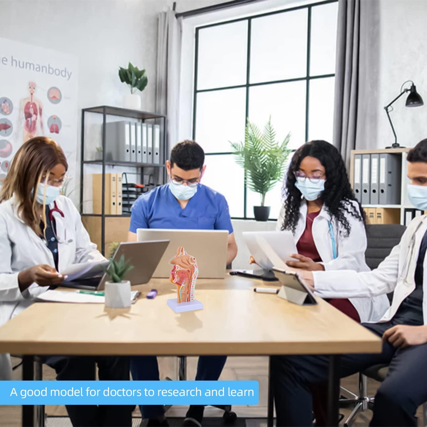 Modelo Anatómico de Cavidad Nasal y Laringe Faruijie 23.4x16.3 cm