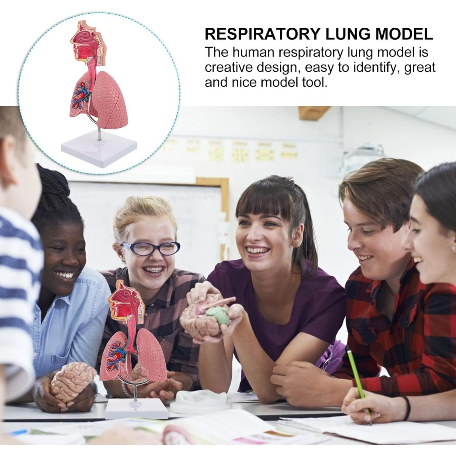 Modelo de Pulmón Humano TEHAUX 3D Educativo PVC 27x12x12 cm