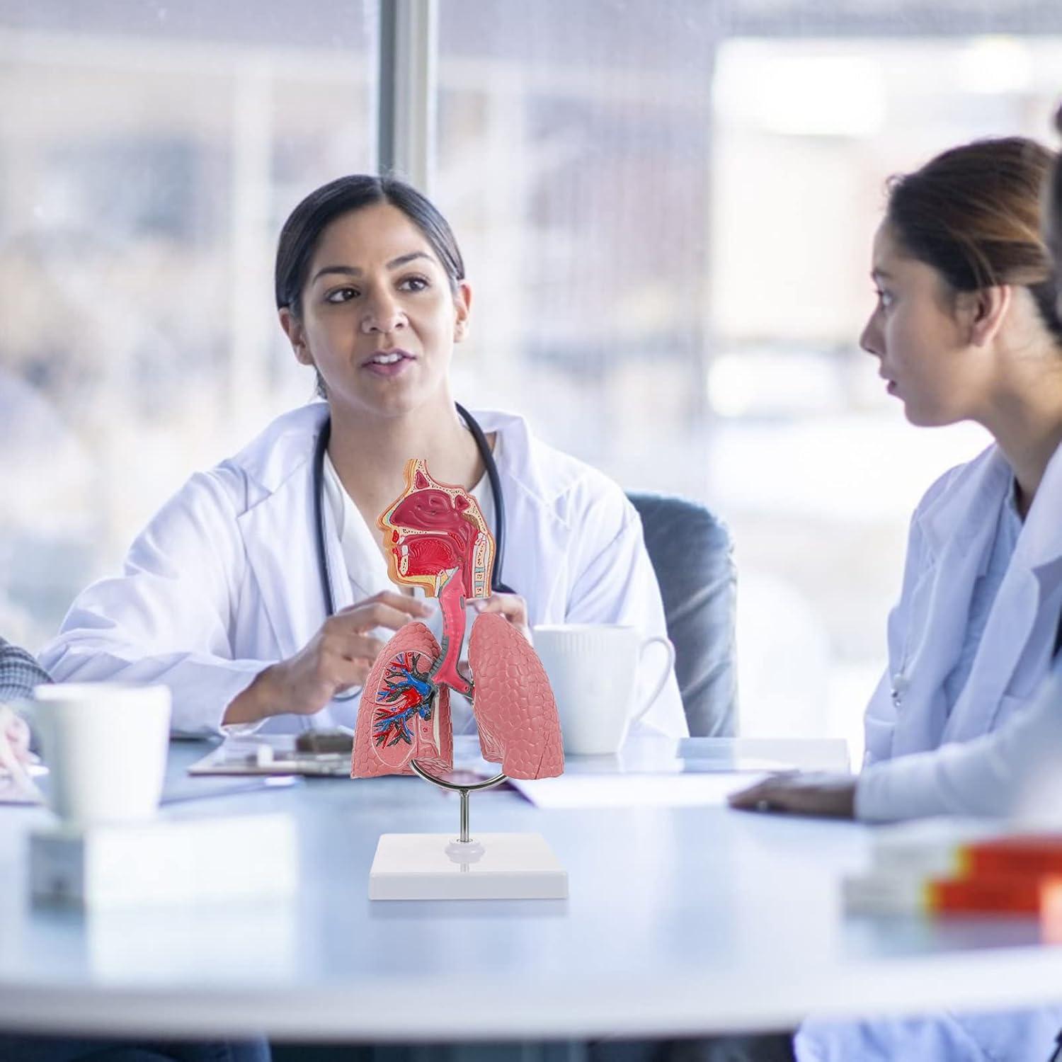 Modelo de Pulmón Humano TEHAUX 3D Educativo PVC 27x12x12 cm