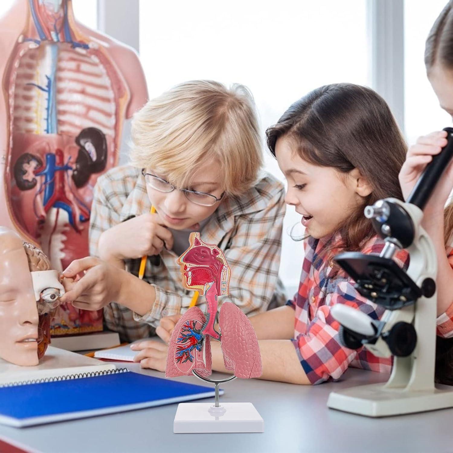 Modelo de Pulmón Humano TEHAUX 3D Educativo PVC 27x12x12 cm