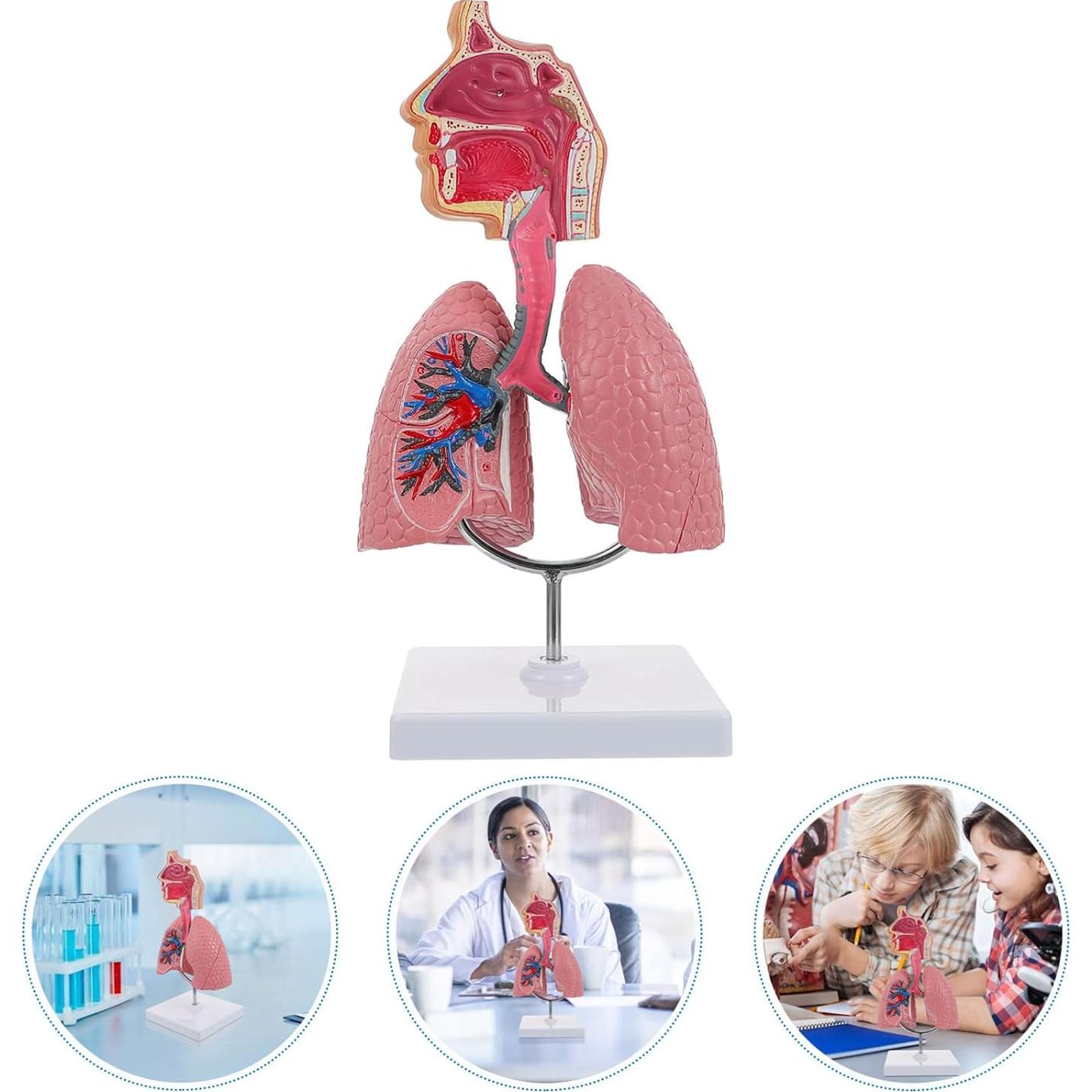 Modelo de Pulmón Humano TEHAUX 3D Educativo PVC 27x12x12 cm