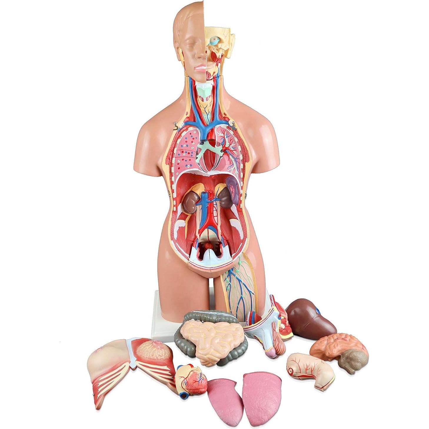 Torso Humano 21 Partes Parco Scientific 55cm Dual-Sex