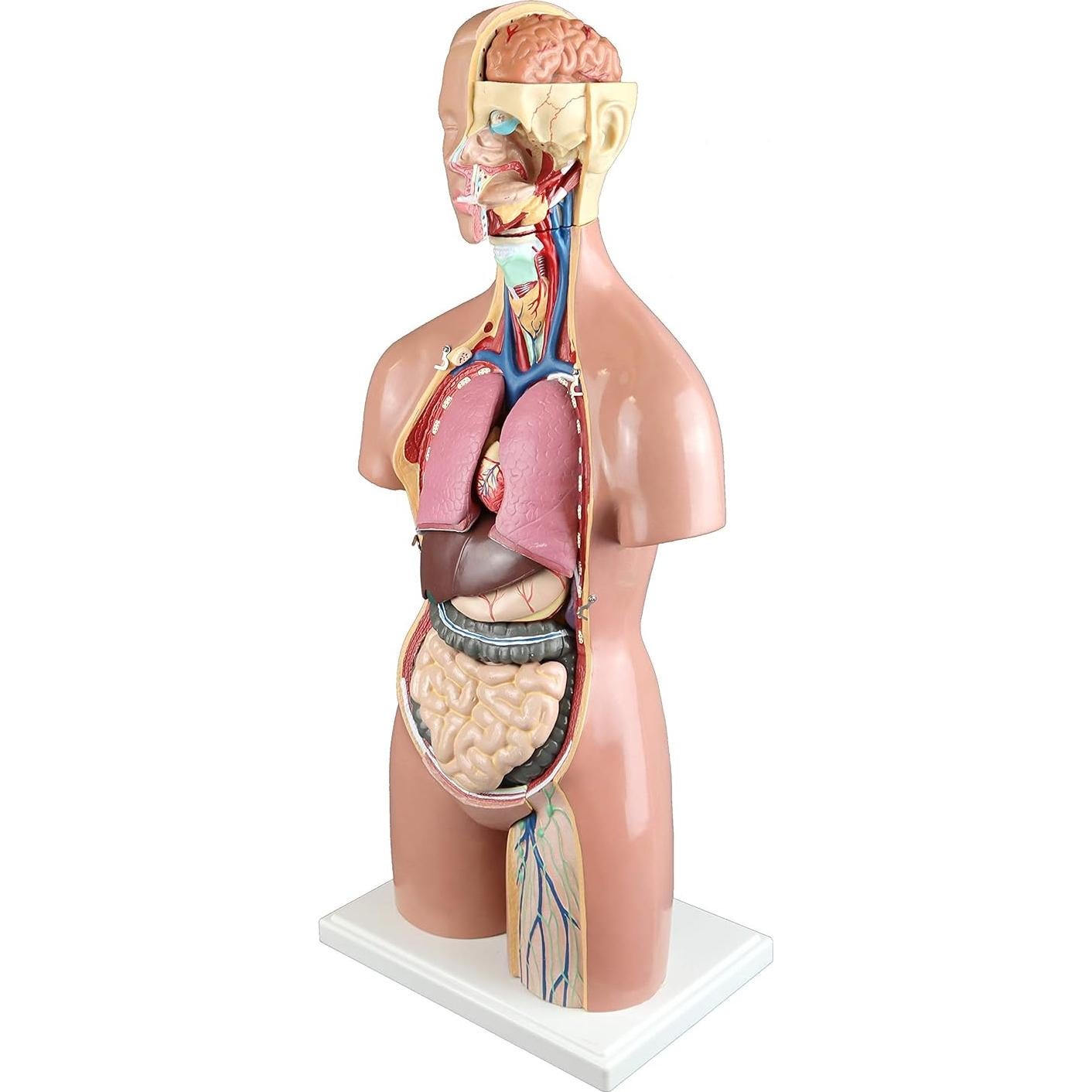 Torso Humano 21 Partes Parco Scientific 55cm Dual-Sex