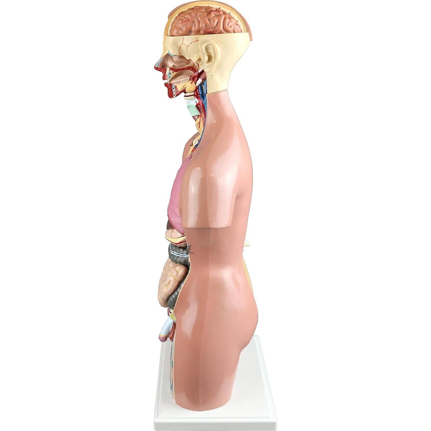 Torso Humano 21 Partes Parco Scientific 55cm Dual-Sex