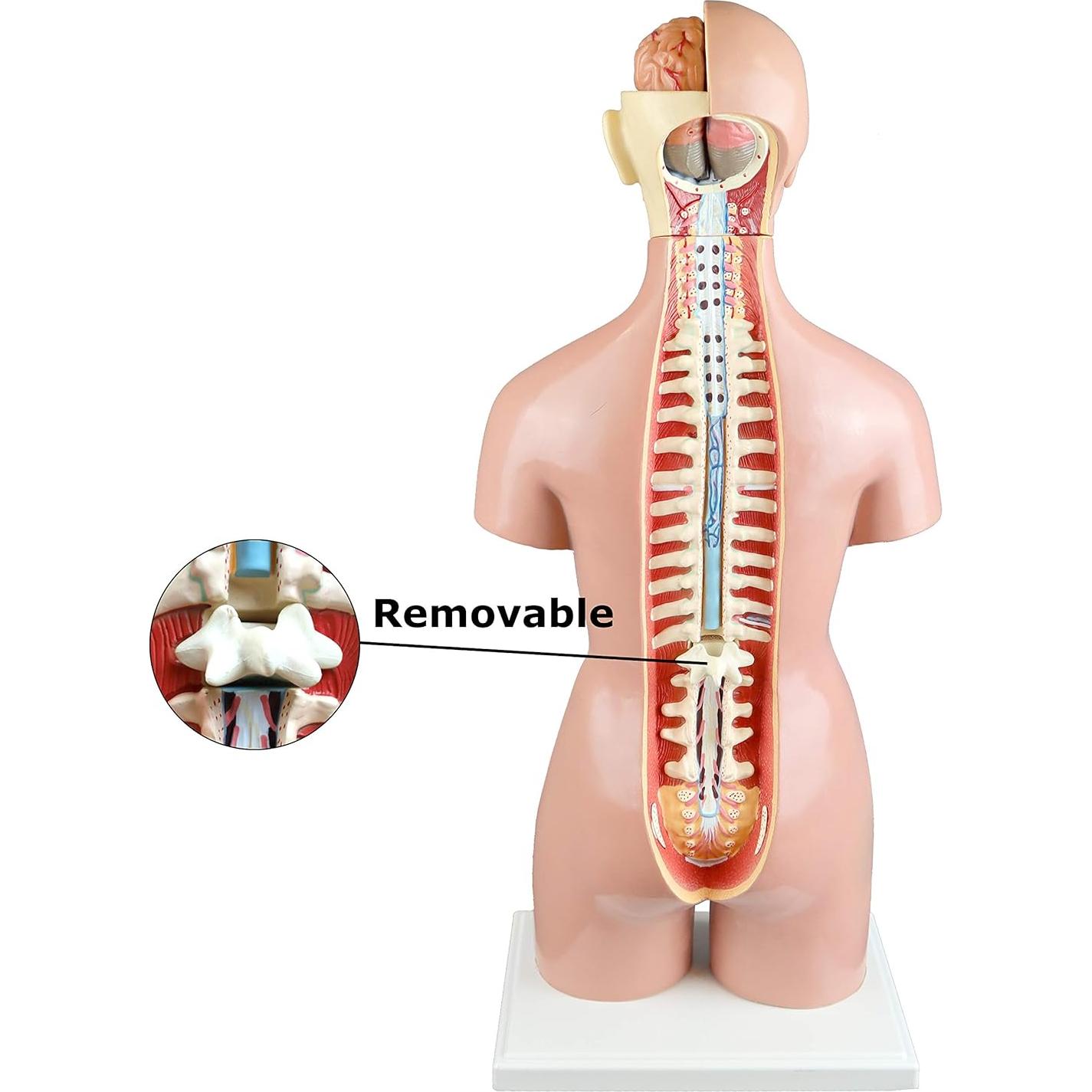 Torso Humano 21 Partes Parco Scientific 55cm Dual-Sex