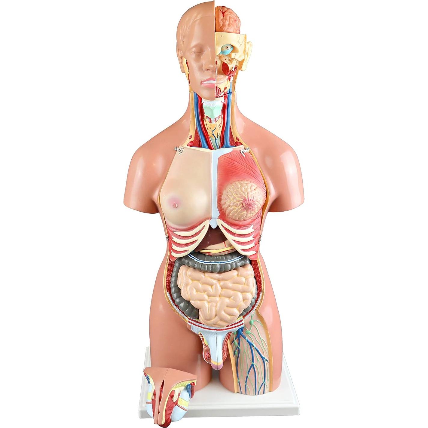 Torso Humano 21 Partes Parco Scientific 55cm Dual-Sex