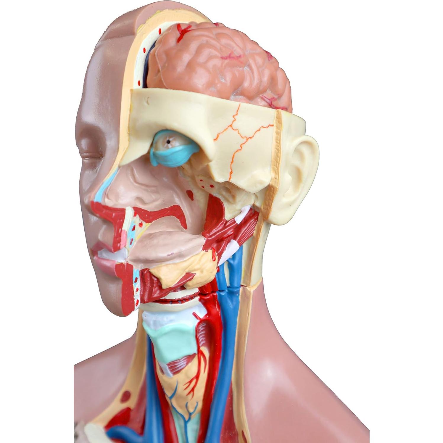 Torso Humano 21 Partes Parco Scientific 55cm Dual-Sex