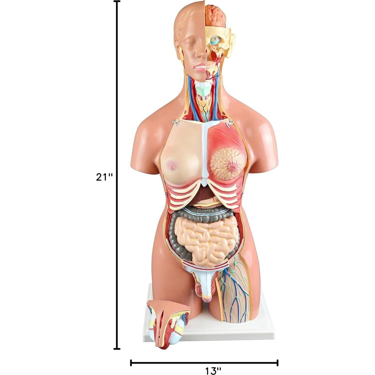 Torso Humano 21 Partes Parco Scientific 55cm Dual-Sex
