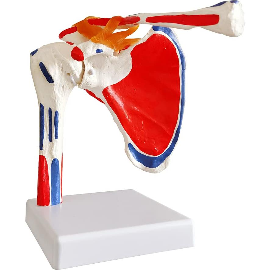 Modelo de Articulación del Hombro Evotech 1:1 con Detalles Musculares