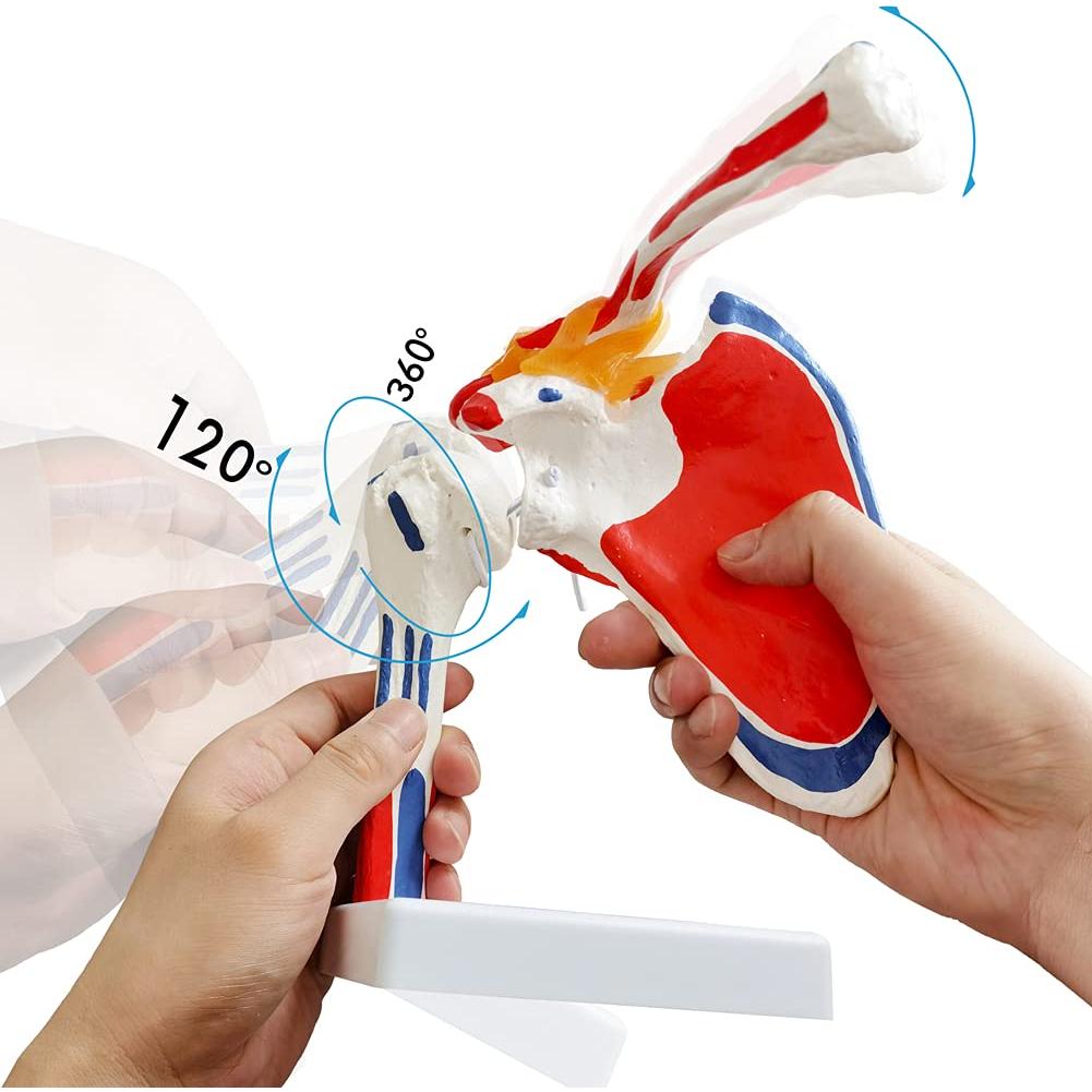 Modelo de Articulación del Hombro Evotech 1:1 con Detalles Musculares