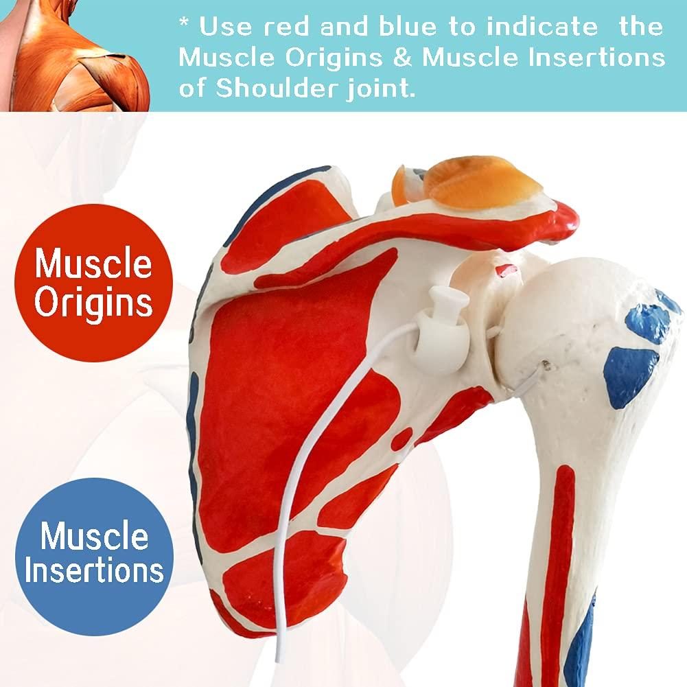Modelo de Articulación del Hombro Evotech 1:1 con Detalles Musculares