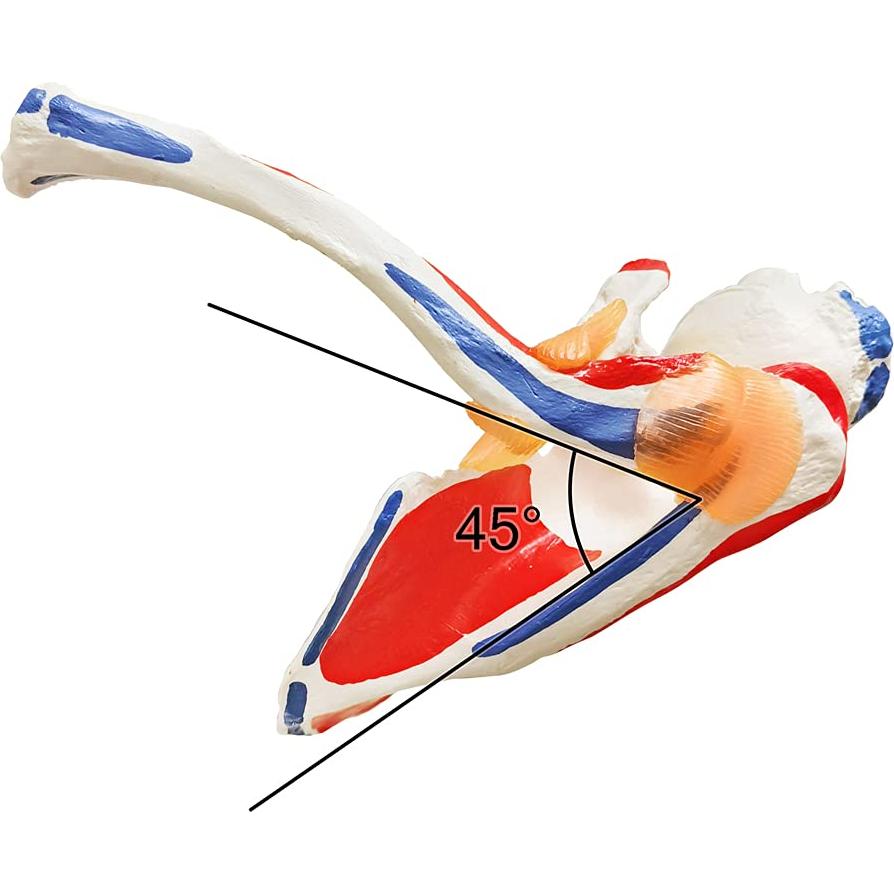 Modelo de Articulación del Hombro Evotech 1:1 con Detalles Musculares