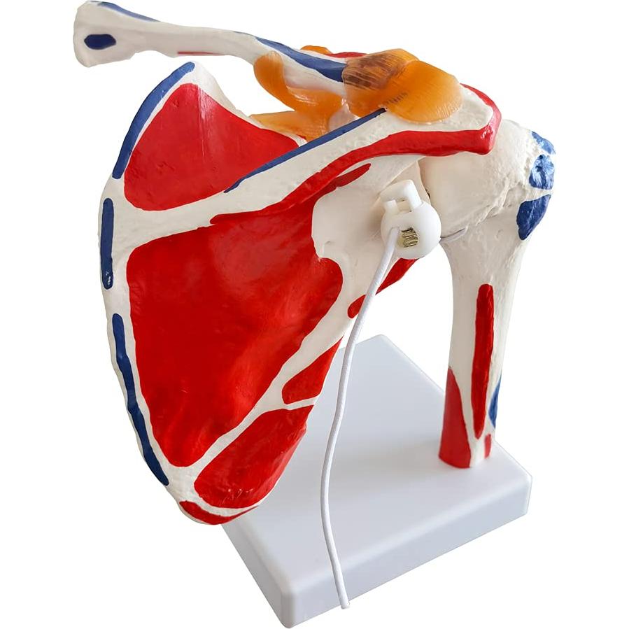 Modelo de Articulación del Hombro Evotech 1:1 con Detalles Musculares