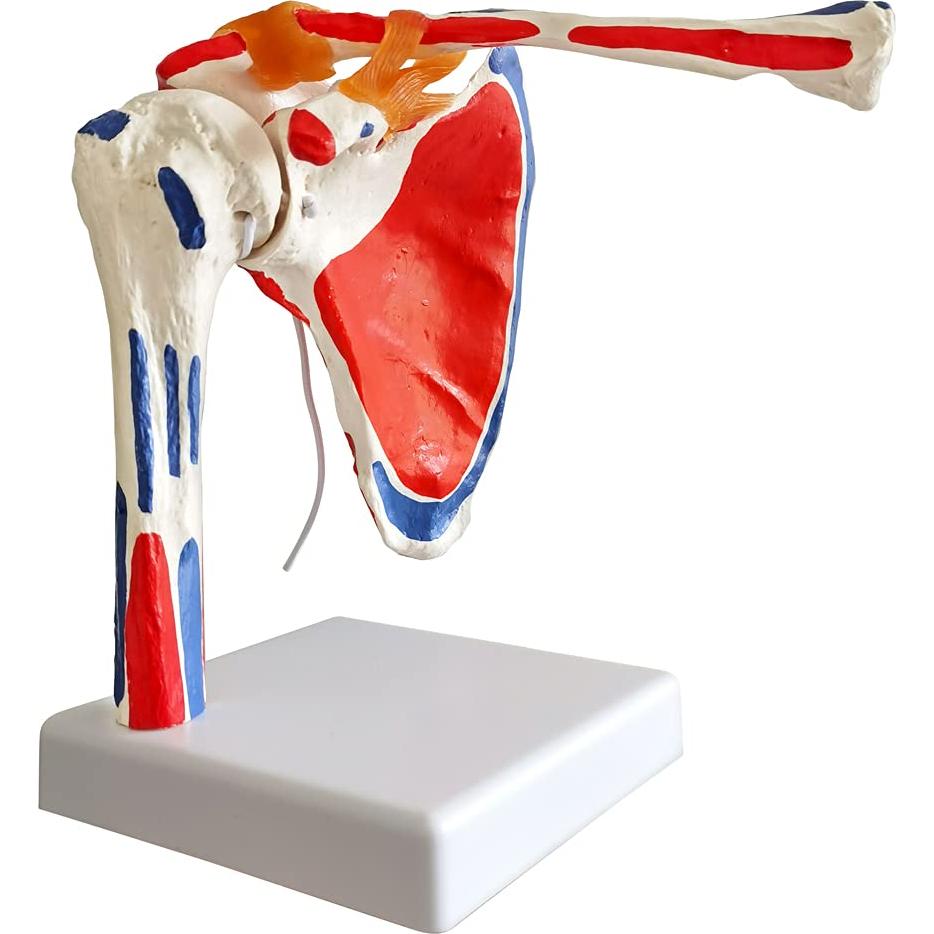 Modelo de Articulación del Hombro Evotech 1:1 con Detalles Musculares