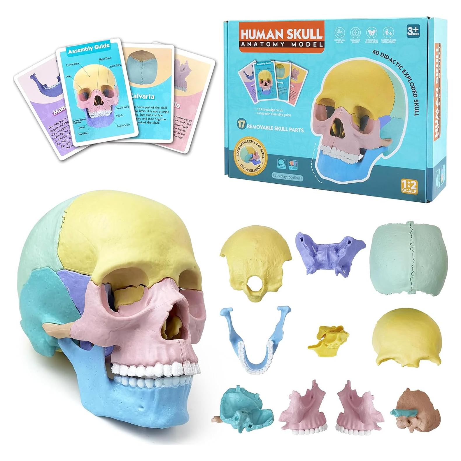 Modelo de Cráneo Humano Miniatura Merinden 17 Piezas Educativo