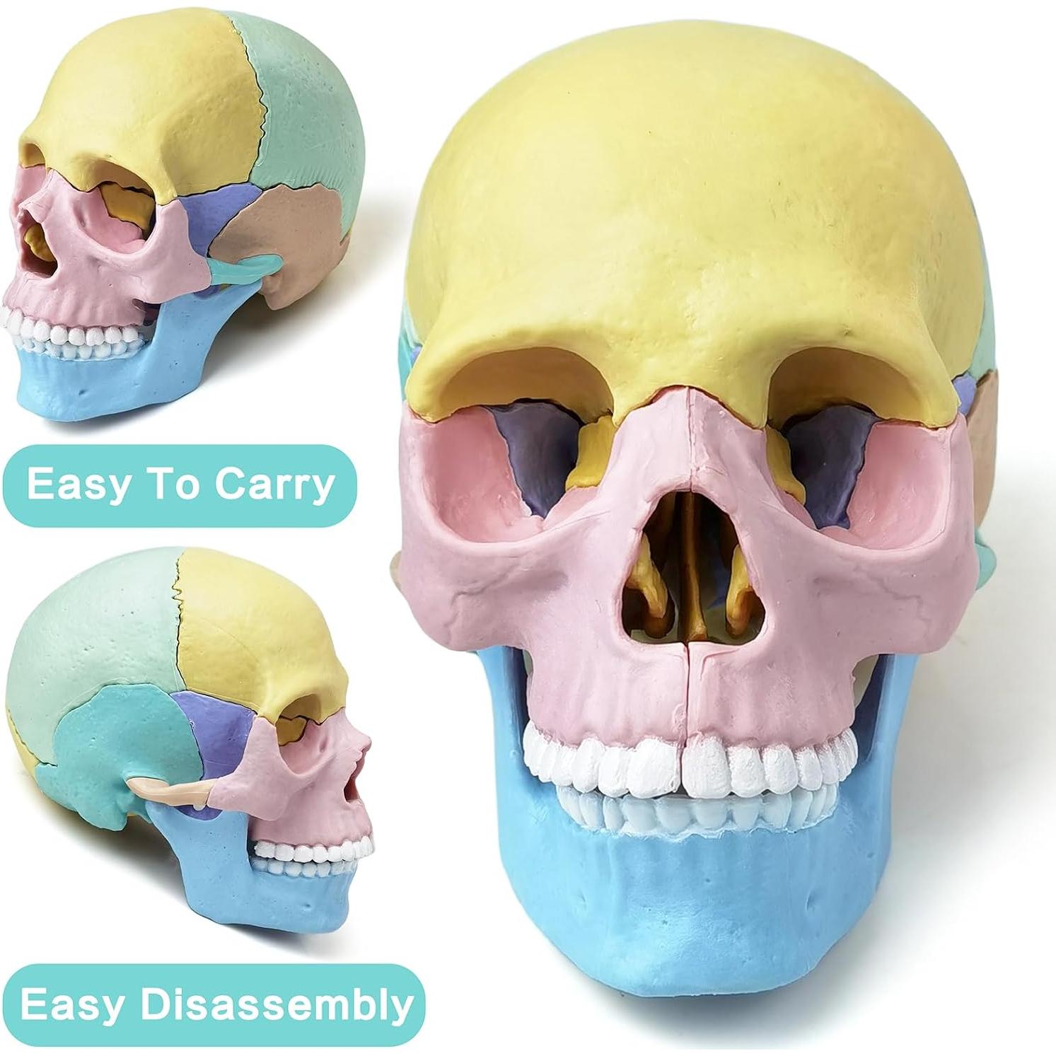 Modelo de Cráneo Humano Miniatura Merinden 17 Piezas Educativo