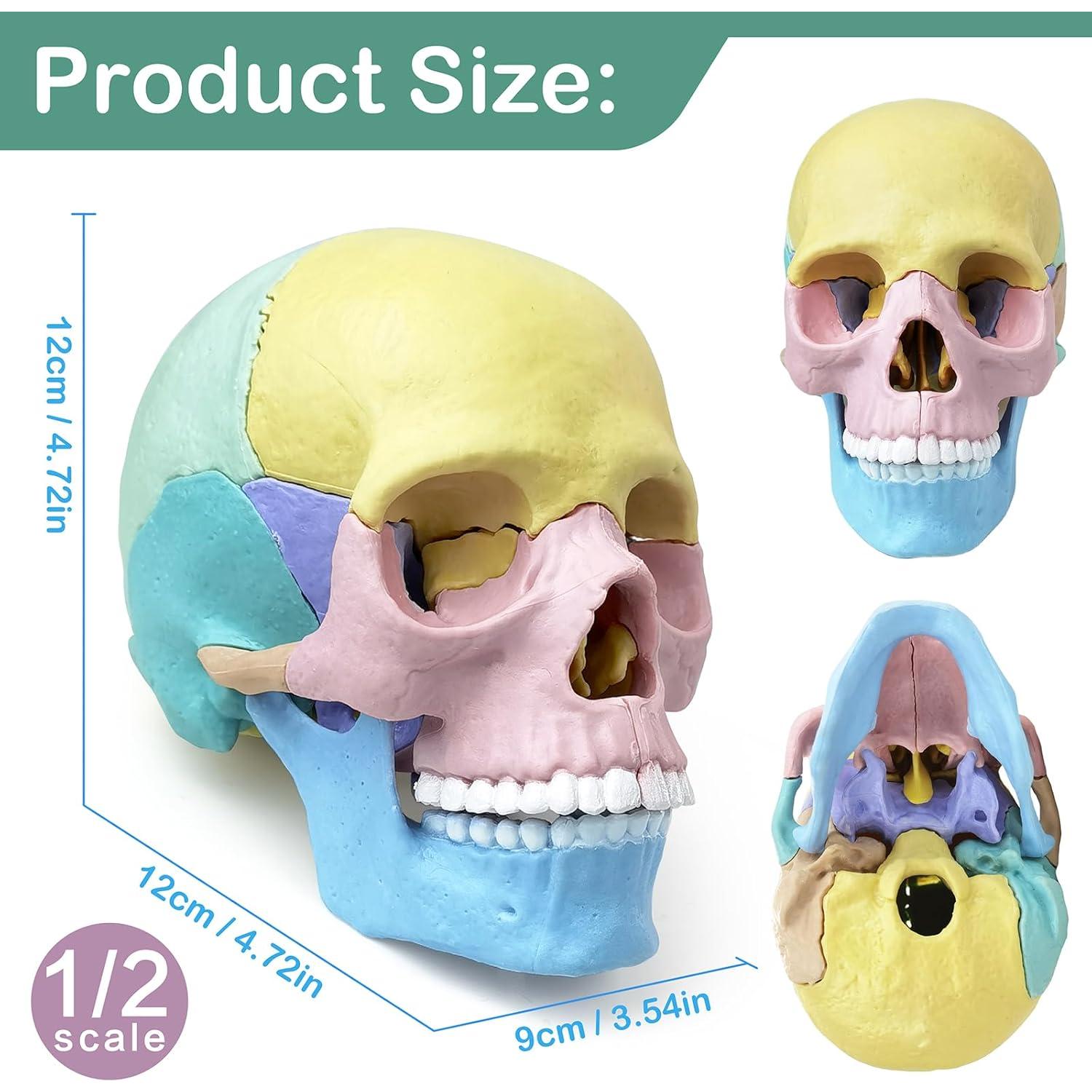 Modelo de Cráneo Humano Miniatura Merinden 17 Piezas Educativo