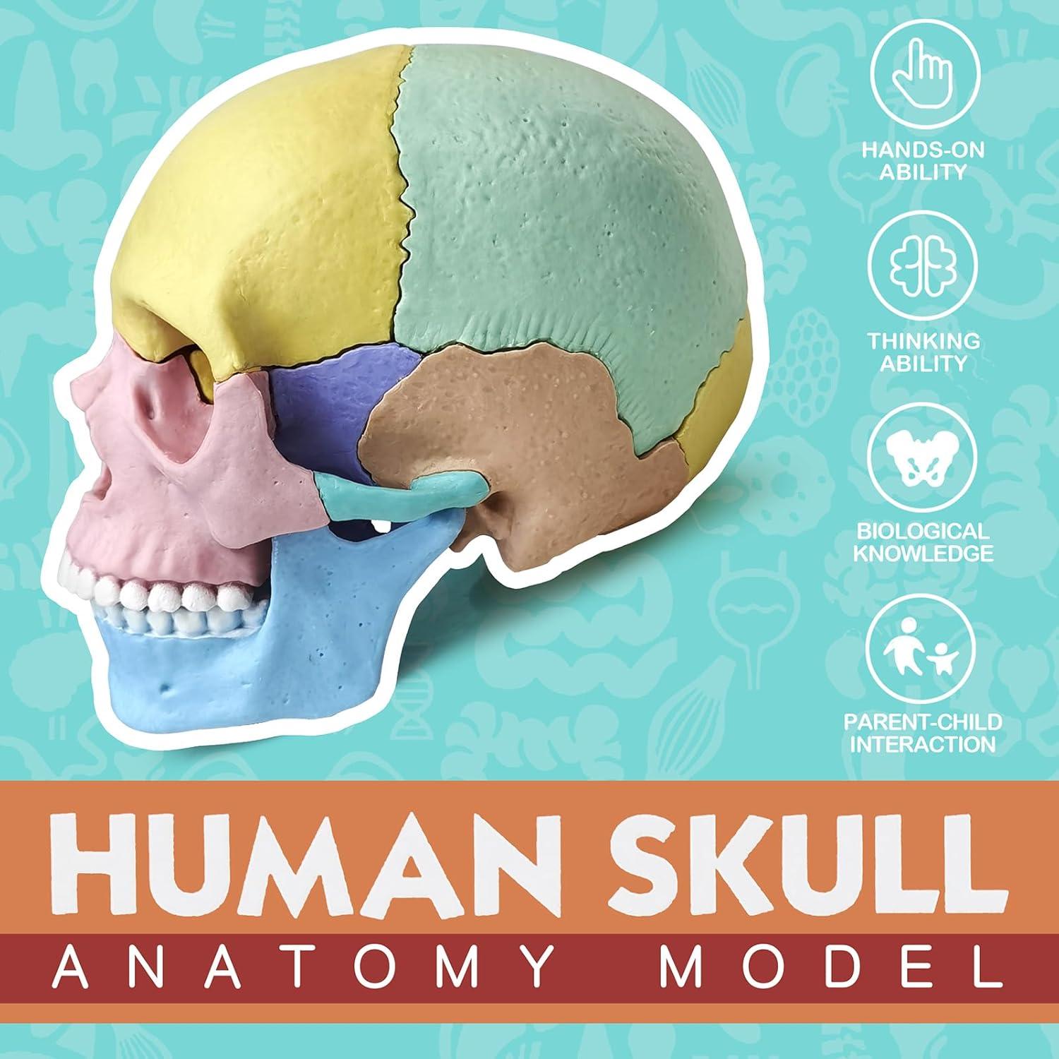 Modelo de Cráneo Humano Miniatura Merinden 17 Piezas Educativo