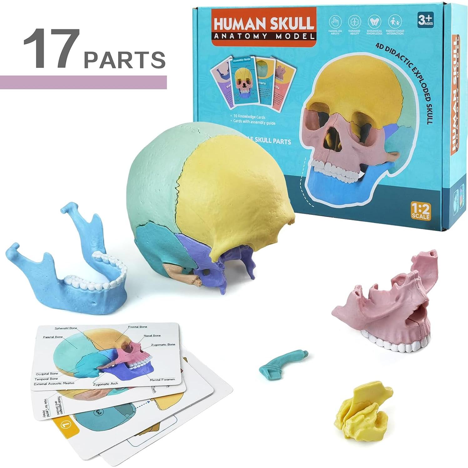 Modelo de Cráneo Humano Miniatura Merinden 17 Piezas Educativo