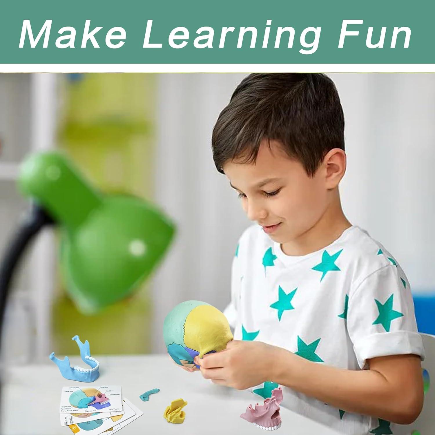 Modelo de Cráneo Humano Miniatura Merinden 17 Piezas Educativo