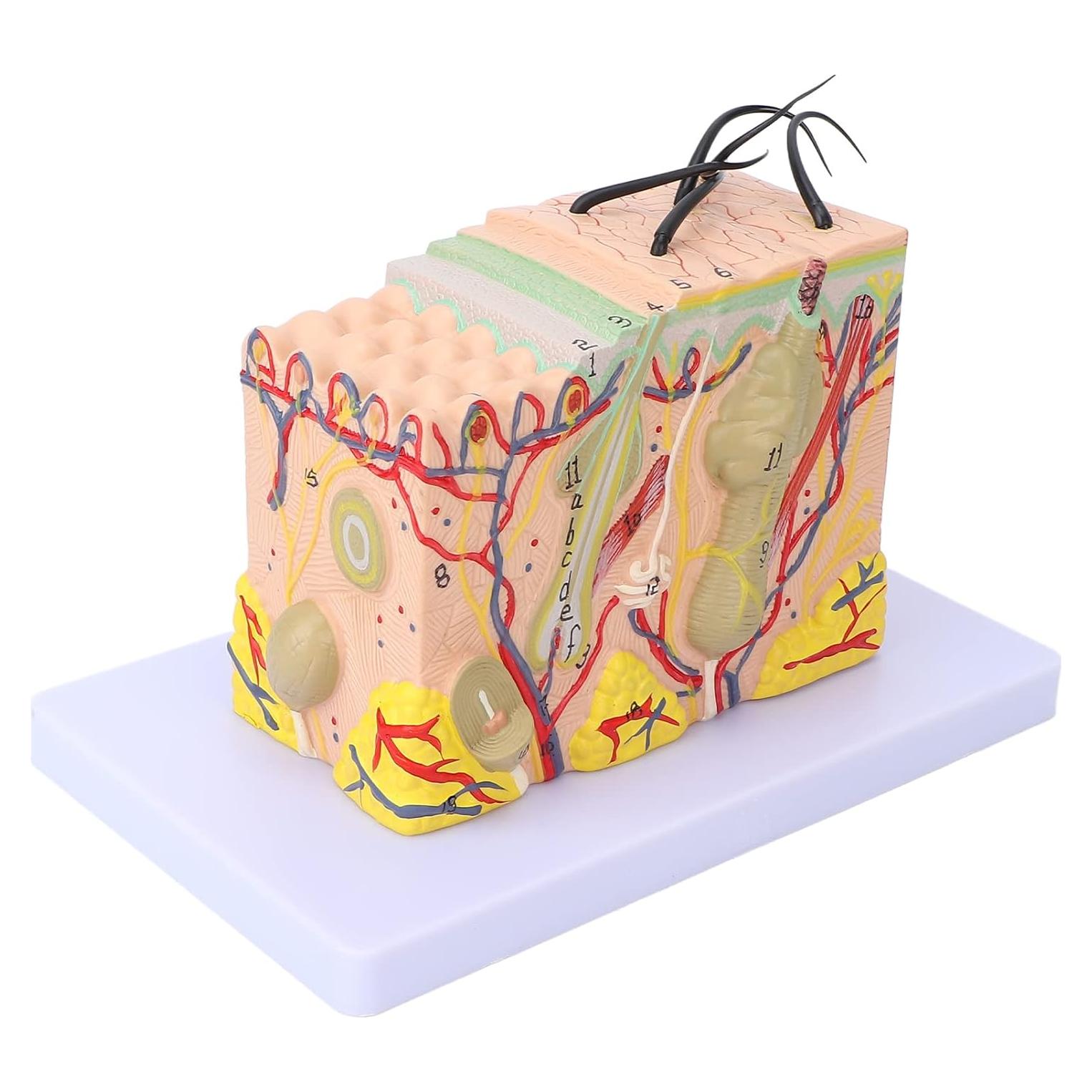 Modelo de Piel Ampliado 35X Tomotato - Herramienta de Enseñanza