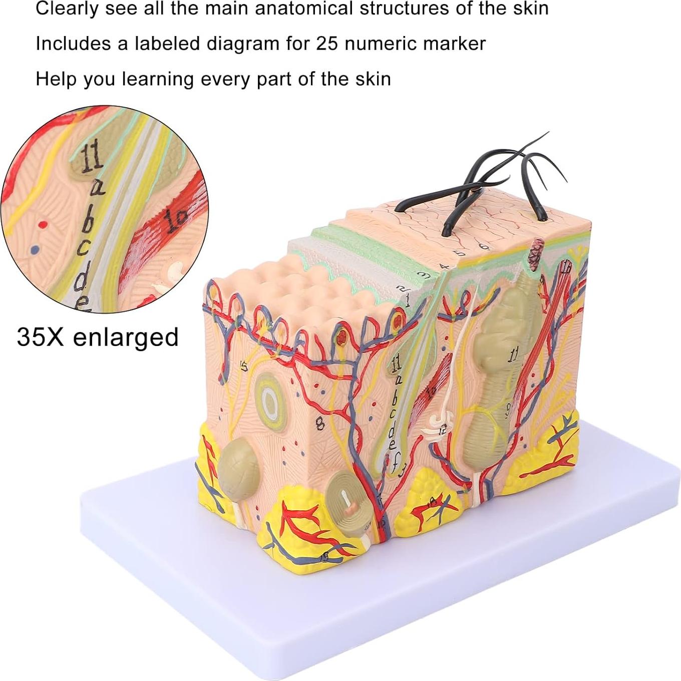 Modelo de Piel Ampliado 35X Tomotato - Herramienta de Enseñanza