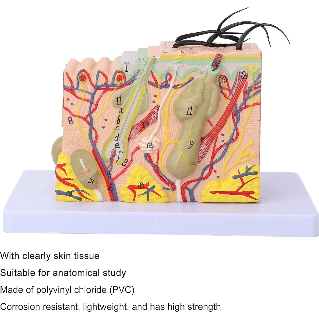 Modelo de Piel Ampliado 35X Tomotato - Herramienta de Enseñanza