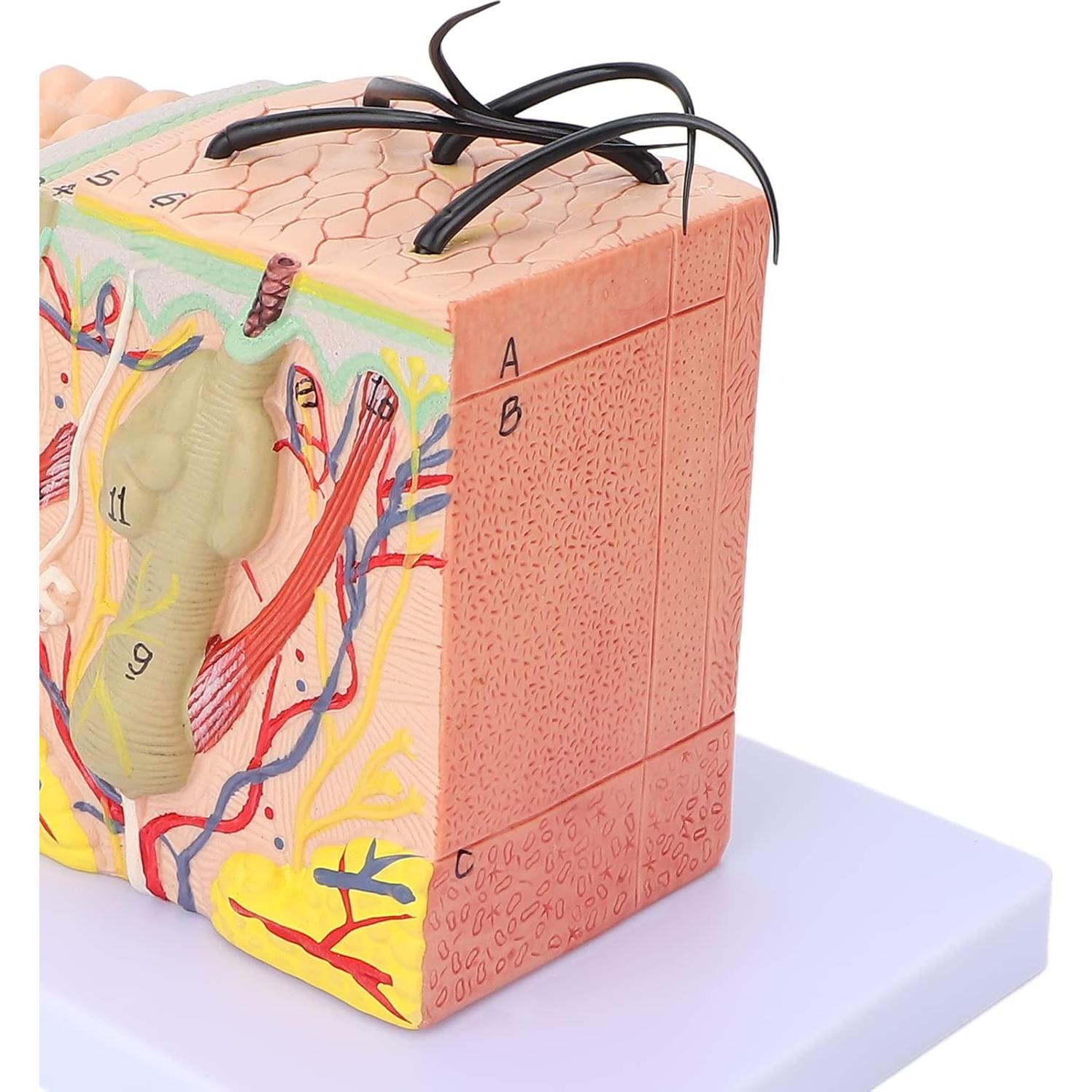 Modelo de Piel Ampliado 35X Tomotato - Herramienta de Enseñanza