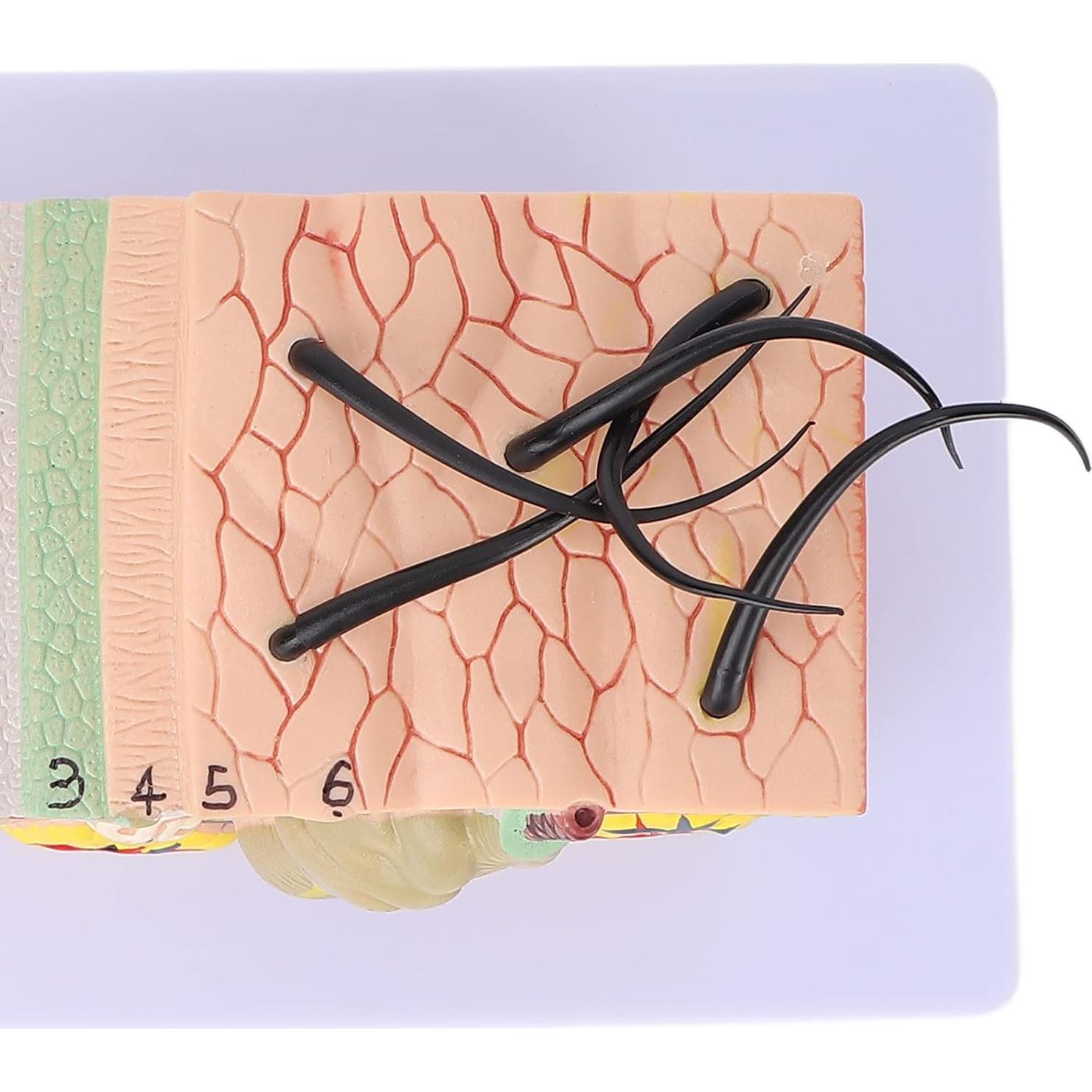 Modelo de Piel Ampliado 35X Tomotato - Herramienta de Enseñanza