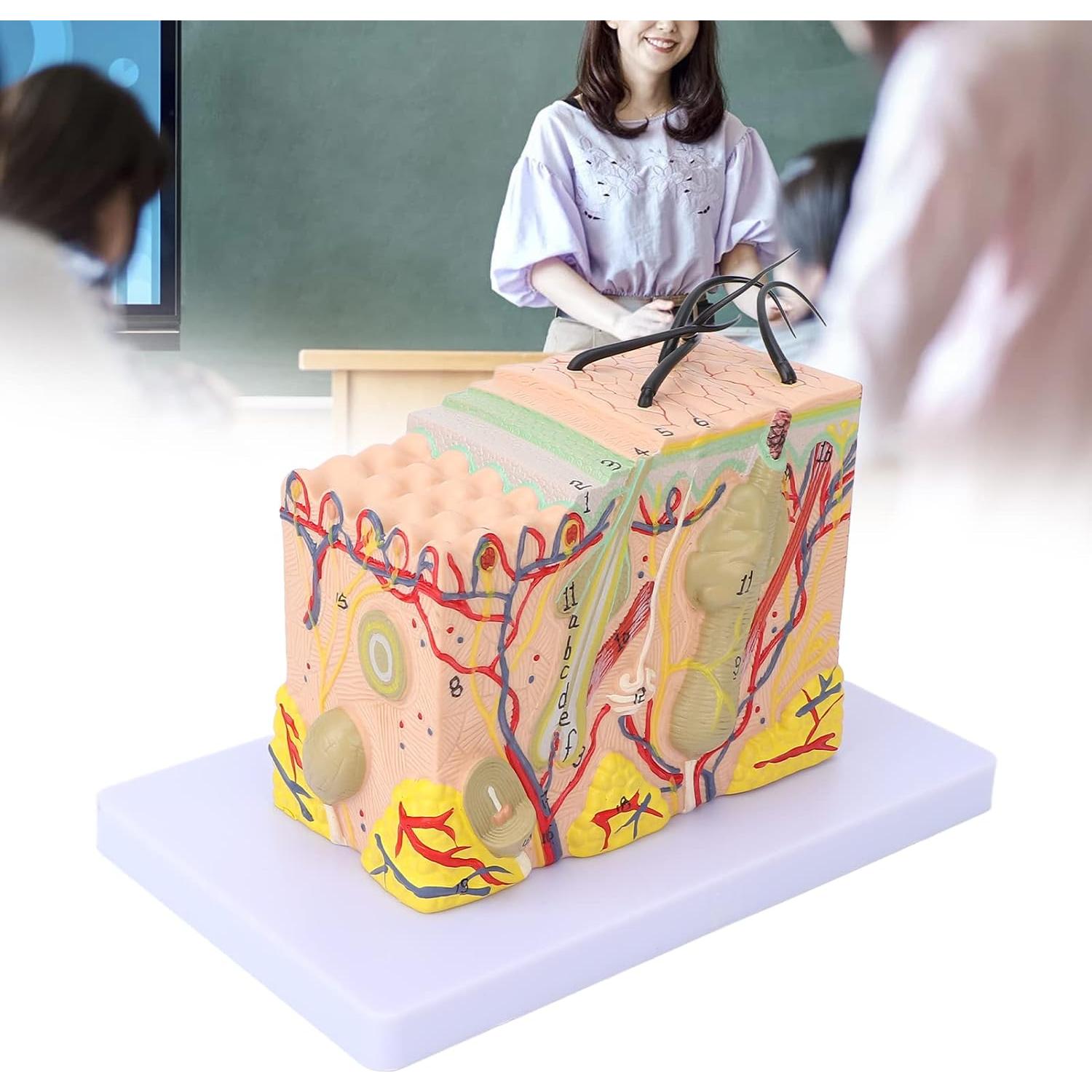 Modelo de Piel Ampliado 35X Tomotato - Herramienta de Enseñanza