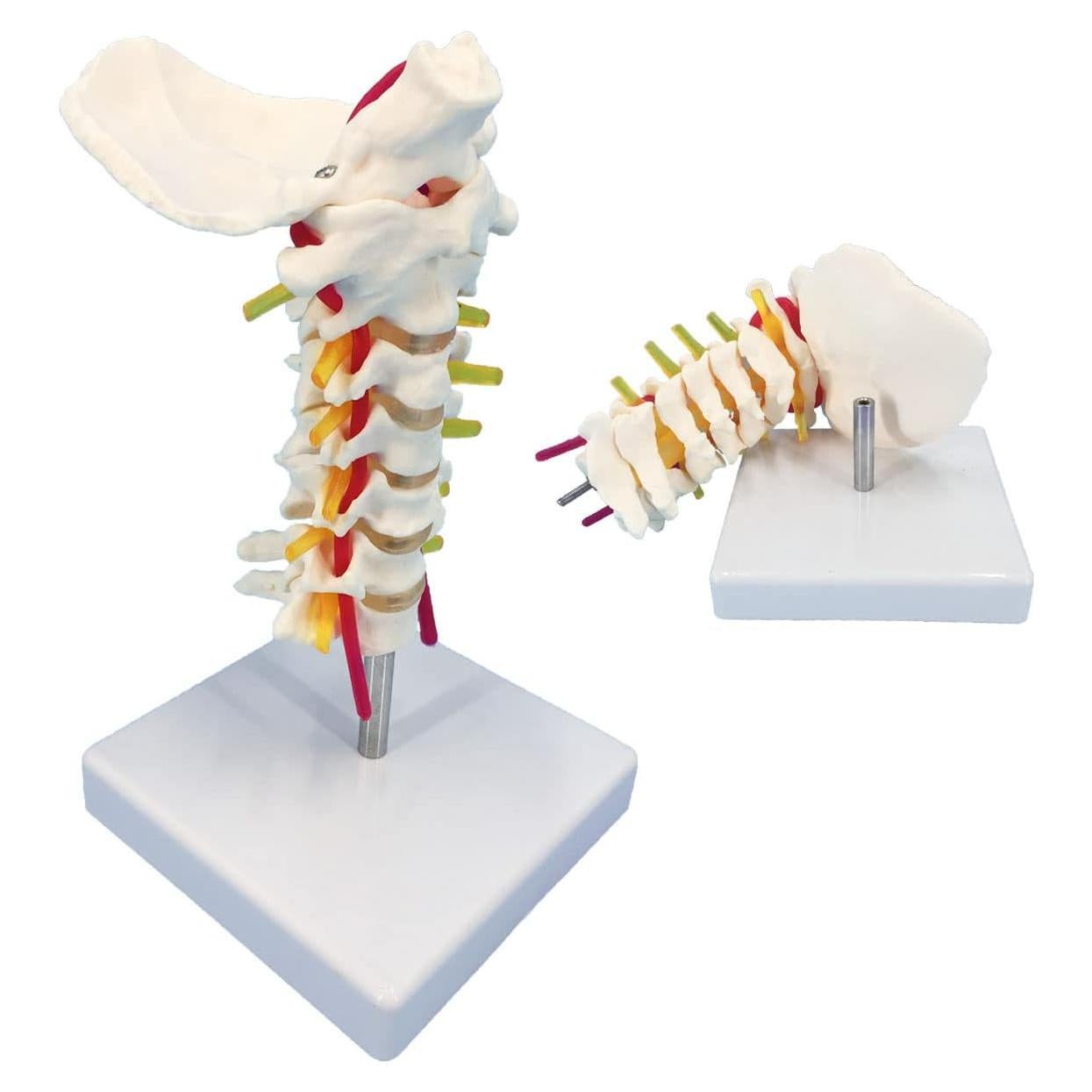 Modelo Anatómico de Columna Vertebral Cervical Veipho 1:1