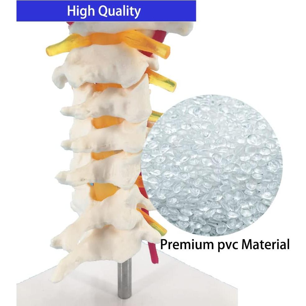 Modelo Anatómico de Columna Vertebral Cervical Veipho 1:1