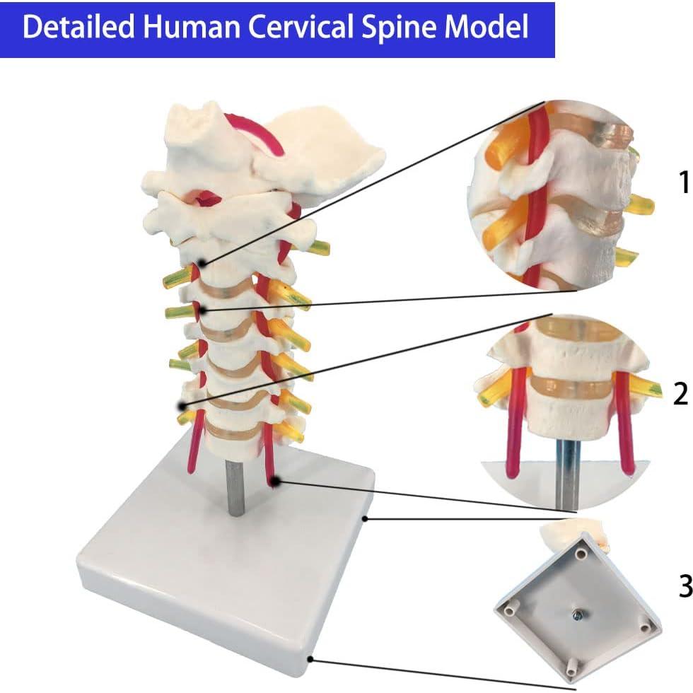 Modelo Anatómico de Columna Vertebral Cervical Veipho 1:1