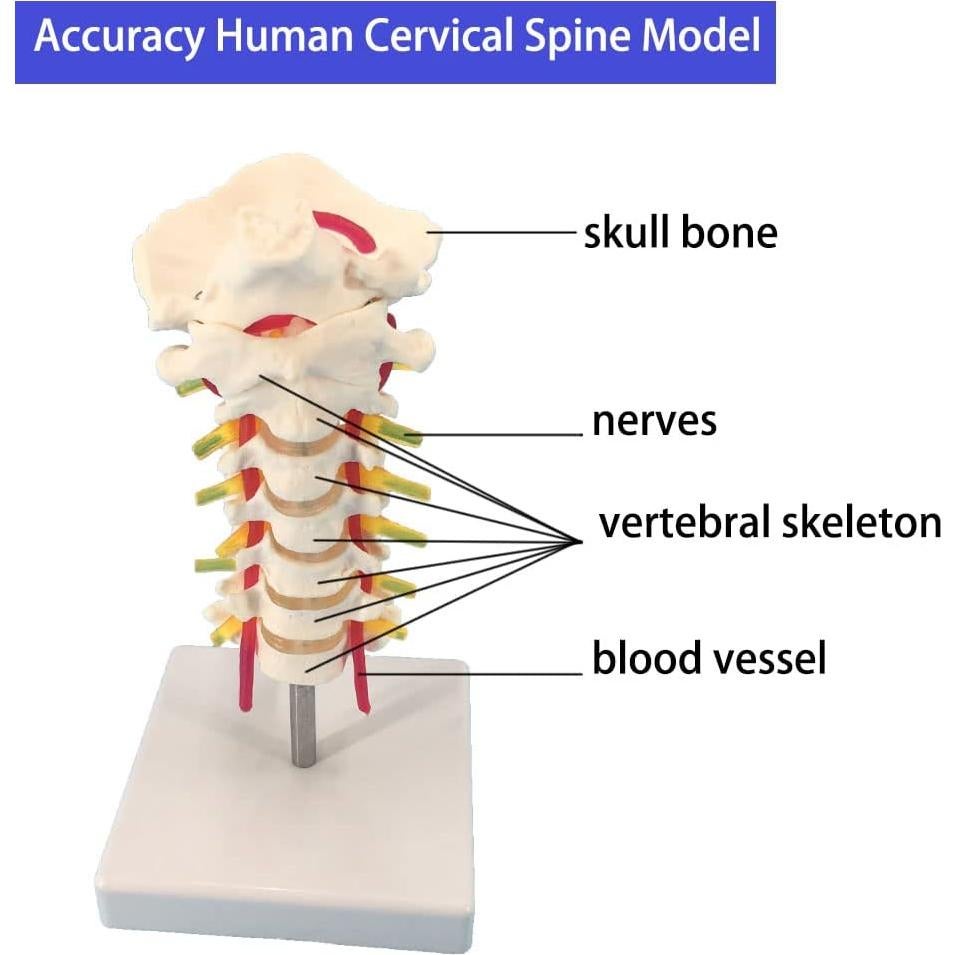Modelo Anatómico de Columna Vertebral Cervical Veipho 1:1