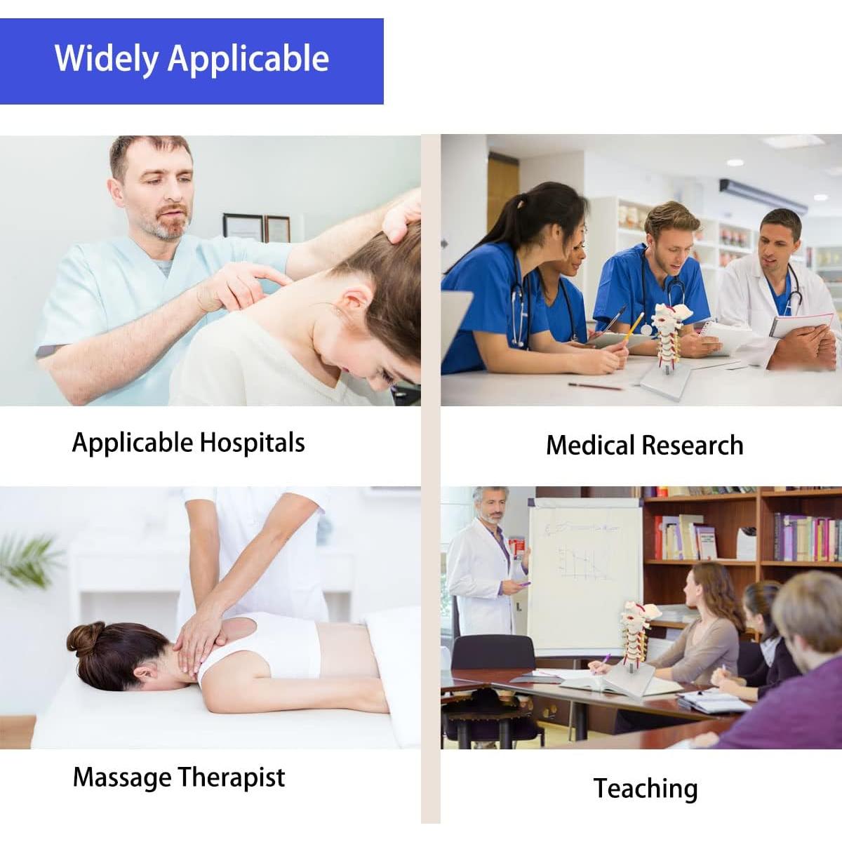 Modelo Anatómico de Columna Vertebral Cervical Veipho 1:1