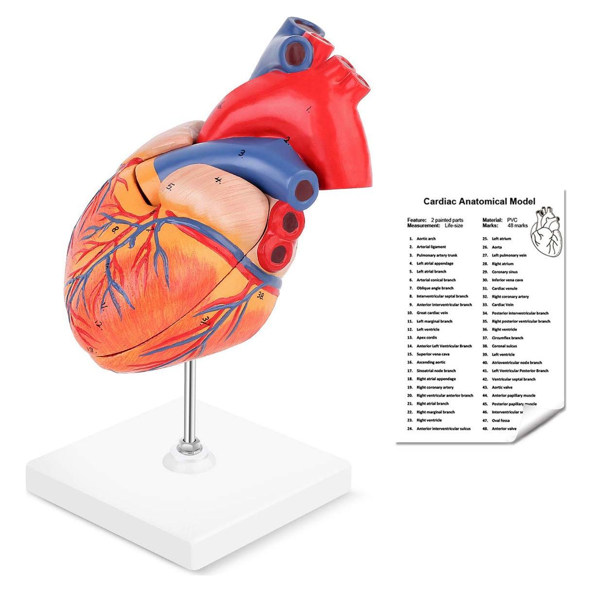 Modelo de Corazón Humano LYOU 2-Partido Tamaño Real 48 Estructuras