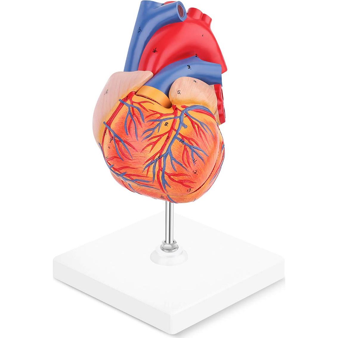 Modelo de Corazón Humano LYOU 2-Partido Tamaño Real 48 Estructuras