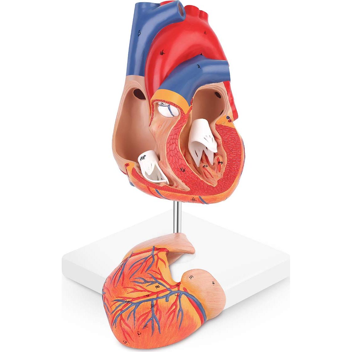 Modelo de Corazón Humano LYOU 2-Partido Tamaño Real 48 Estructuras